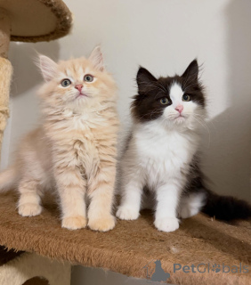 Photo №2 to announcement № 170624 for the sale of siberian cat - buy in Netherlands breeder