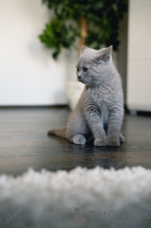 Photo №1. british shorthair - for sale in the city of Los Angeles | 320$ | Announcement № 42507