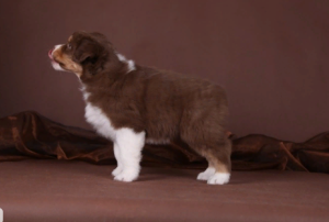 Photo №2 to announcement № 4230 for the sale of australian shepherd - buy in Russian Federation from nursery