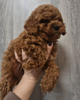 Photo №2 to announcement № 135046 for the sale of poodle (toy) - buy in Ukraine from nursery, from the shelter, breeder