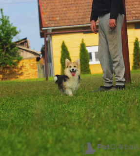 Photo №2 to announcement № 141164 for the sale of welsh corgi - buy in Serbia breeder