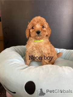 Photo №4. I will sell american cocker spaniel in the city of Alain. breeder - price - 619$