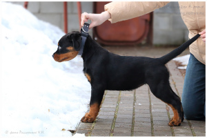 Photo №2 to announcement № 5601 for the sale of rottweiler - buy in Russian Federation from nursery