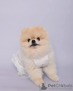 Photo №2 to announcement № 127299 for the sale of pomeranian - buy in United States 