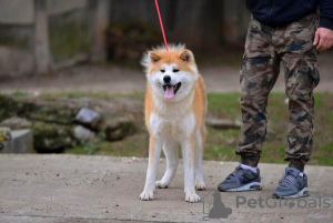 Additional photos: Akita Inu puppies