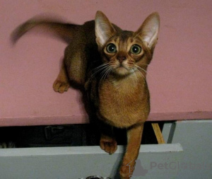 Photo №2 to announcement № 10323 for the sale of abyssinian cat - buy in Belarus private announcement, from nursery