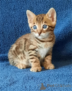 Photo №1. bengal cat - for sale in the city of Bottrop | 361$ | Announcement № 155429