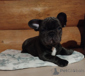 Photo №1. french bulldog - for sale in the city of Minsk | 581$ | Announcement № 161446