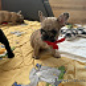 Photo №1. french bulldog - for sale in the city of Tallinn | 792$ | Announcement № 66238