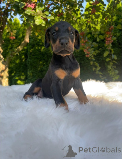 Photo №3. Dobermannwelpen zu vermitteln.. Germany