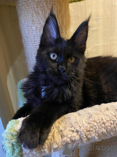 Photo №2 to announcement № 137767 for the sale of maine coon - buy in Germany 