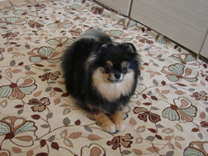 Photo №1. german spitz - for sale in the city of Orenburg | 471$ | Announcement № 1217