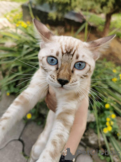 Photo №1.  - for sale in the city of Skövde | 706$ | Announcement № 153265