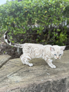 Photo №2 to announcement № 155413 for the sale of bengal cat - buy in United Kingdom private announcement