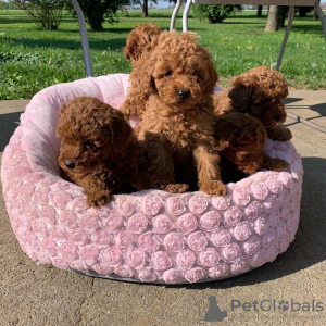 Photo №1. poodle (toy) - for sale in the city of Riyadh | 400$ | Announcement № 15565