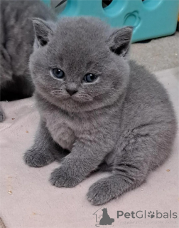 Photo №1. british shorthair - for sale in the city of Datteln | 329$ | Announcement № 153587