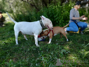 Additional photos: Knit Standard Bull Terrier