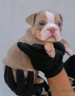 Photo №2 to announcement № 161545 for the sale of english bulldog - buy in Germany private announcement