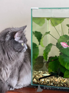 Photo №3. Gorgeous Marcy. Belarus