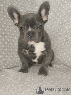 Photo №1. french bulldog - for sale in the city of Brest | 210$ | Announcement № 166789