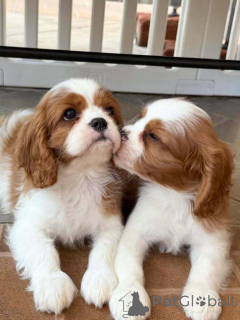 Photo №3. blenheim cavalier king Charles health tested..whatsapp me at 44 7453 907158. United Kingdom