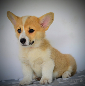 Photo №3. Welsh Corgi Pembroke beautiful puppies. Serbia