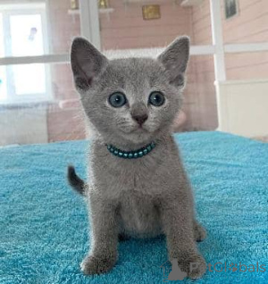 Photo №1. russian blue - for sale in the city of Helsinki | 516$ | Announcement № 165008