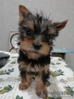 Additional photos: Yorkie/Kawaiiork puppies