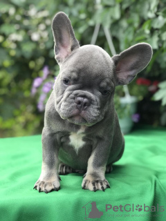 Additional photos: French Bulldog