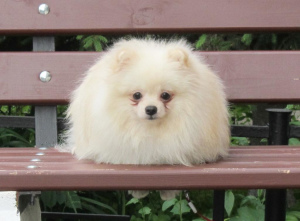 Photo №1. pomeranian - for sale in the city of St. Petersburg | 323$ | Announcement № 2633
