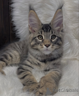 Photo №2 to announcement № 161771 for the sale of maine coon - buy in United States breeder