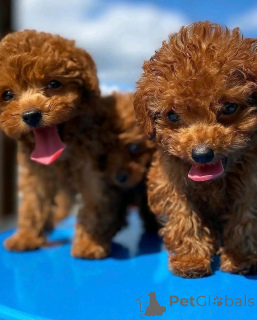 Photo №3. Pure registered toy poodle pups for sale. Austria