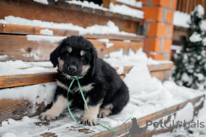 Photo №3. Puppies Khotosho (Buryat Dog) kennel Heritage of Buryatia. Russian Federation