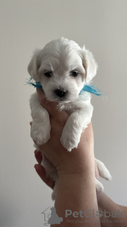 Additional photos: Maltese purebred puppies