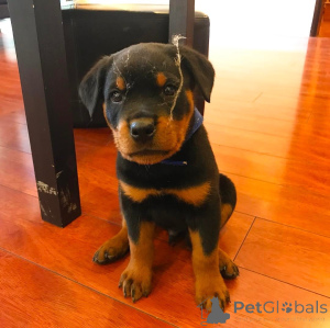 Photo №2 to announcement № 164609 for the sale of  - buy in Canada 