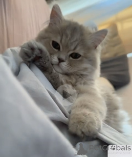 Photo №2 to announcement № 142284 for the sale of persian cat - buy in Georgia breeder