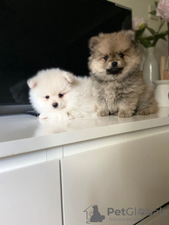 Photo №2 to announcement № 115501 for the sale of pomeranian - buy in Netherlands private announcement, breeder