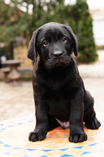 Additional photos: Labrador puppies of black and fawn color.