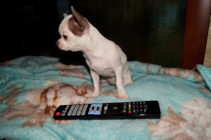 Photo №2 to announcement № 6099 for the sale of chihuahua - buy in Ukraine from nursery