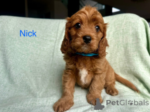 Photo №1. cavalier king charles spaniel - for sale in the city of Villach | 376$ | Announcement № 144460