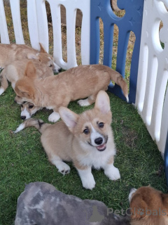 Photo №3. Welsh Pembroke Corgi. Serbia