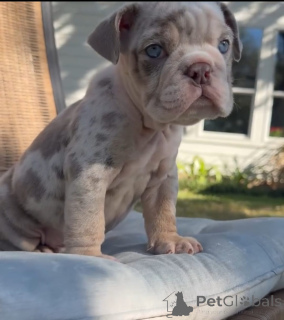 Photo №3.  English Bulldog Available for Adoption . Czech Republic