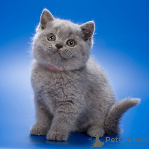 Photo №1. british shorthair - for sale in the city of Brussels | negotiated | Announcement № 129825