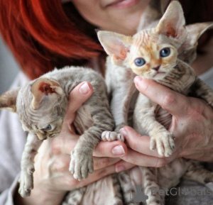 Photo №1. devon rex - for sale in the city of Warsaw | negotiated | Announcement № 171382