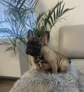 Photo №3. French Bulldog. United States