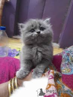 Photo №2 to announcement № 171550 for the sale of british shorthair - buy in Finland private announcement, breeder