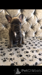 Photo №2 to announcement № 123859 for the sale of french bulldog - buy in Netherlands private announcement, breeder