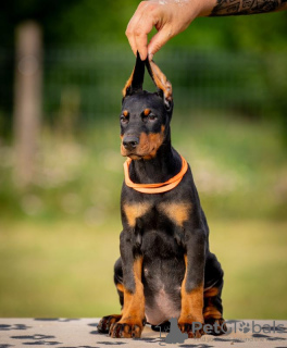 Additional photos: Doberman puppies