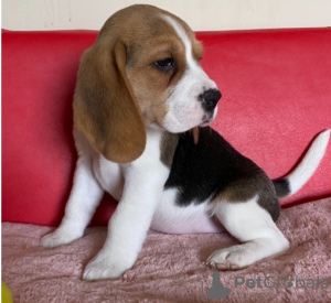 Photo №1. beagle - for sale in the city of Brussels | negotiated | Announcement № 76852