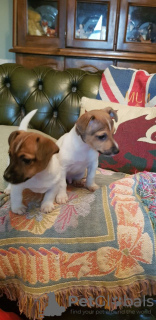 Photo №1. jack russell terrier - for sale in the city of Berlin | 300$ | Announcement № 70924